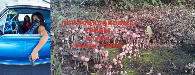 закладка  Ртищево  OMG ссылки  Галлюциногенные грибы MAGIC MUSHROOMS 